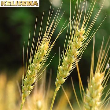 进口水解小麦蛋白（KELISEMA）