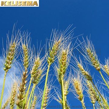 进口水解小麦氨基酸&多肽（KELISEMA）